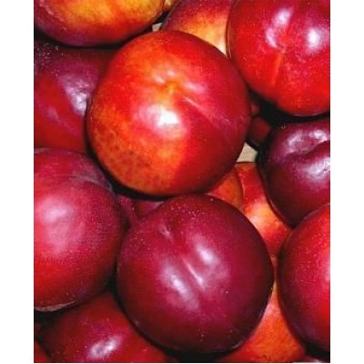 Саженец нектарина "Флейвор Топ" Саженец нектарина "Флейвор Топ"