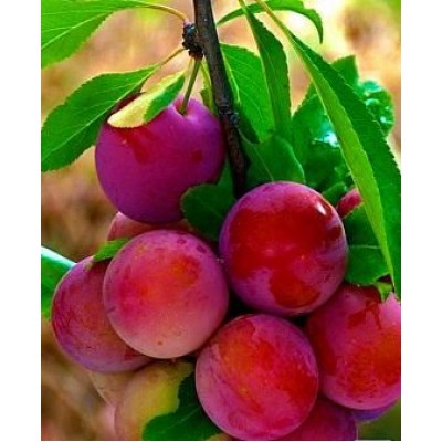 Саженец алычи "Кубанская Комета" Саженец алычи "Кубанская Комета"