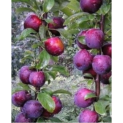 Саженец алычи "Машенька" Саженец алычи "Машенька"