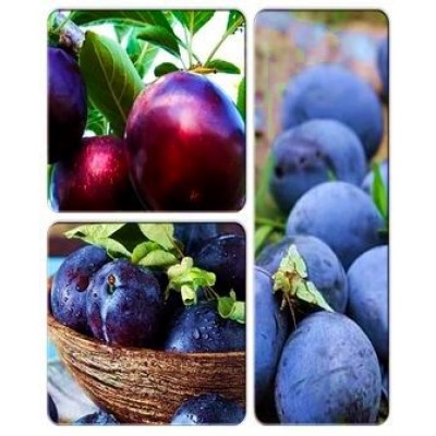 Слива > коллекция из 3-х сортов: Слива Вилора => Алыча Глобус => Слива Блэк Джем Слива > коллекция из 3-х сортов: Слива Вилора => Алыча Глобус => Слива Блэк Джем