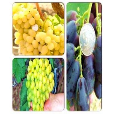 Виноград > коллекция из 3-х сортов: Виноград Аркадия => Виноград Велика => Виноград Галахад Виноград > коллекция из 3-х сортов: Виноград Аркадия => Виноград Велика => Виноград Галахад