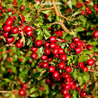 Саженец Боярышника "обыкновенный" Саженец Боярышника "обыкновенный"