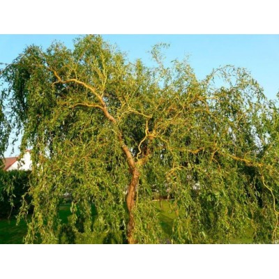 Саженец Ивы "Ива Матсудана" Саженец Ивы "Ива Матсудана"