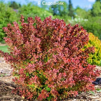 Саженец Барбариса "Пинк Перфекшн" Саженец Барбариса "Пинк Перфекшн"