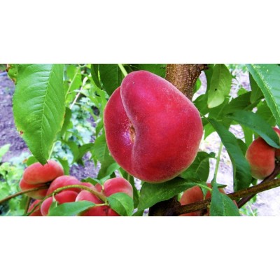 Саженец инжирного персика "Пинк Ринг" Саженец инжирного персика "Пинк Ринг"