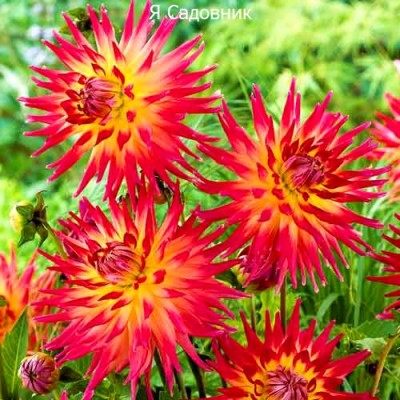 Саженец Георгинов "Бора Бора" Саженец Георгинов "Бора Бора"