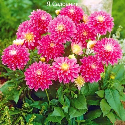 Саженец Георгинов "Геллери Рембрандт" Саженец Георгинов "Геллери Рембрандт"