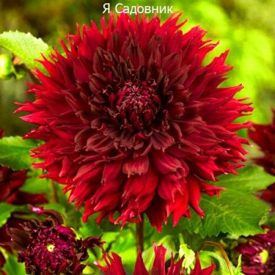 Саженец Георгинов "Кенора Макоп-Б" Саженец Георгинов "Кенора Макоп-Б"