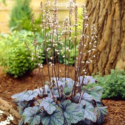 Саженец Гейхеры "Сильвер Скроллс" Саженец Гейхеры "Сильвер Скроллс"