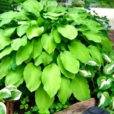 Саженец Хост "Ханибеллз" Саженец Хост "Ханибеллз"