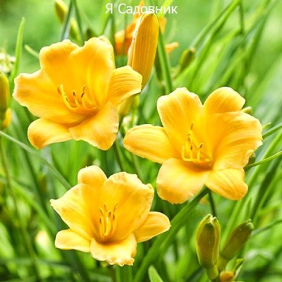 Саженец Лилейников "Йеллоу" Саженец Лилейников "Йеллоу"