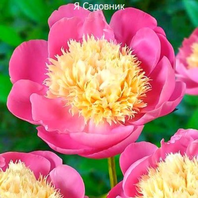 Травянистые пионы "Боул оф Бьюти" Травянистые пионы "Боул оф Бьюти"