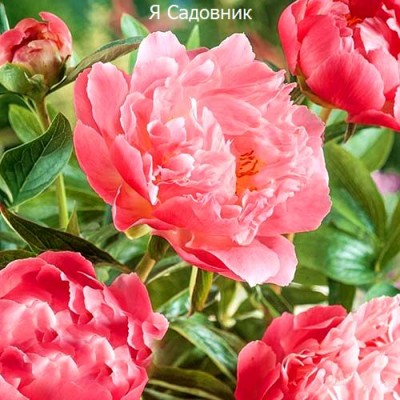 Пионы "Пинк Гавайан Корал" Пионы "Пинк Гавайан Корал"