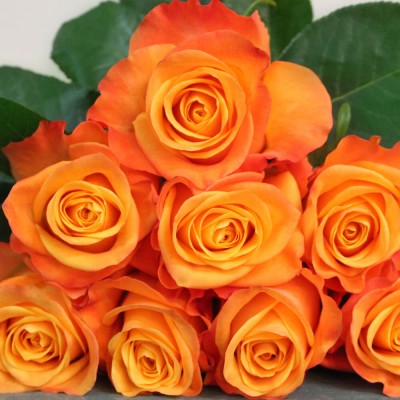 Саженец Плетистых Роз "Алоха" Саженец Плетистых Роз "Алоха"