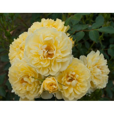 Саженец Розы Спреи "Аполло" Саженец Розы Спреи "Аполло"