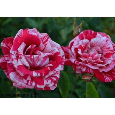 Саженец Розы Спреи "Арроу Фолиес" Саженец Розы Спреи "Арроу Фолиес"