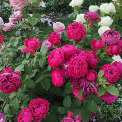 Саженец Чайно-Гибридных Роз "Аскот" Саженец Чайно-Гибридных Роз "Аскот"