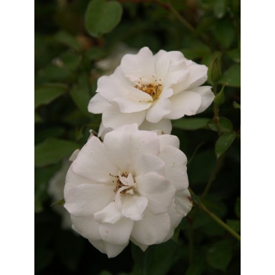 Саженец Плетистых Роз "Айсберг" Саженец Плетистых Роз "Айсберг"