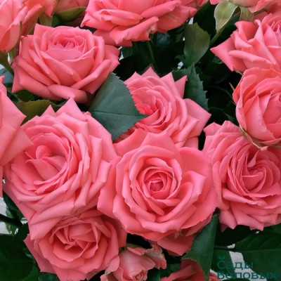 Саженец Розы Спреи "Барбадос" Саженец Розы Спреи "Барбадос"