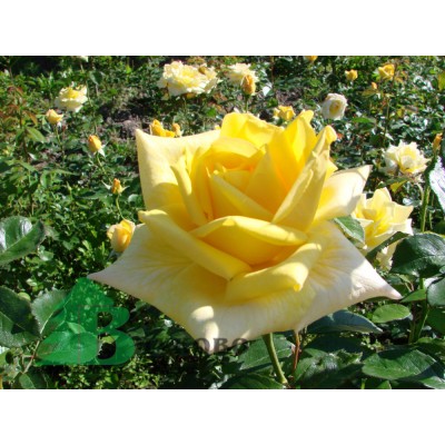 Саженец Чайно-Гибридных Роз "Беролина" Саженец Чайно-Гибридных Роз "Беролина"