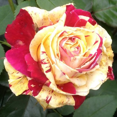 Саженец Плетистых Роз "Ванила фрейз" Саженец Плетистых Роз "Ванила фрейз"