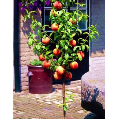 Саженец персика колоновидного "Сувенир" Саженец персика колоновидного "Сувенир"