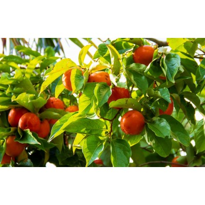 Саженец хурмы "Гигант" Саженец хурмы "Гигант"