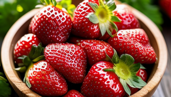 Пересадка рассады клубники в открытый грунт: сроки, правила и уход за растениями Пересадка рассады клубники в открытый грунт: сроки, правила и уход за растениями