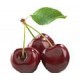 Черешня от питомника в Юрге Черешня от питомника в Юрге