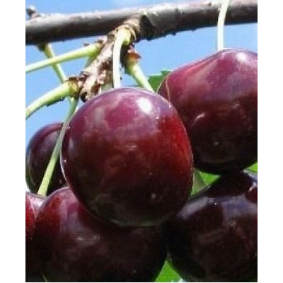 Саженец черешни "Гермередорфская" Саженец черешни "Гермередорфская"