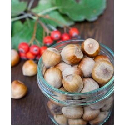 Саженец фундука "Каталонский" Саженец фундука "Каталонский"