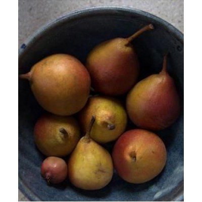 Саженец груши "Бере летняя" Саженец груши "Бере летняя"