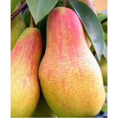 Саженец груши "Вродлива" Саженец груши "Вродлива"