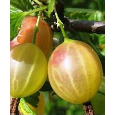 Саженец крыжовника "Инвикта" Саженец крыжовника "Инвикта"