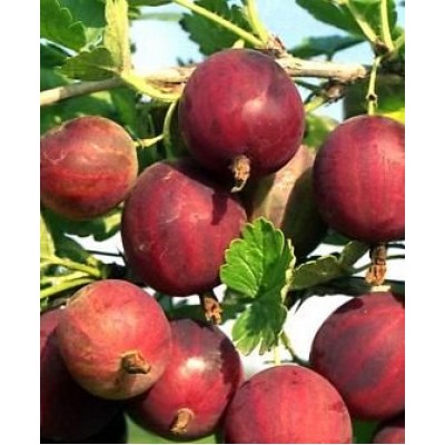 Саженец крыжовника "Златогор" Саженец крыжовника "Златогор"