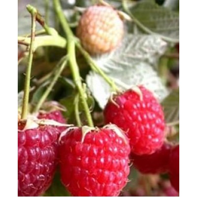 Саженец малины "Примара" Саженец малины "Примара"