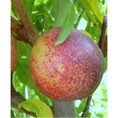 Саженец персика "Снежная королева" Саженец персика "Снежная королева"