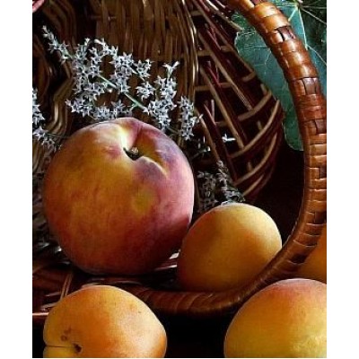 Саженец персика "T-4" Саженец персика "T-4"