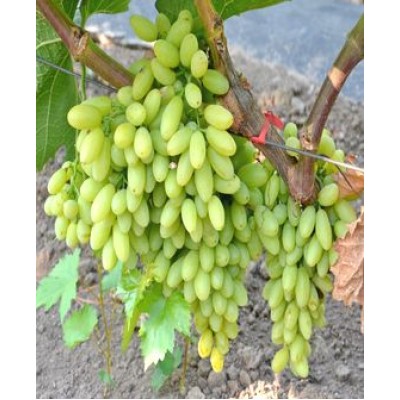 Саженец винограда "Столетие" Саженец винограда "Столетие"