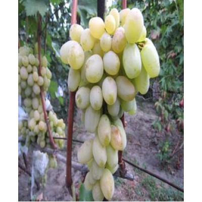 Саженец винограда "Валентин" Саженец винограда "Валентин"