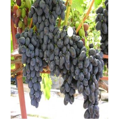 Саженец винограда "Забава" Саженец винограда "Забава"