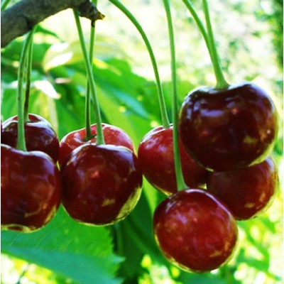 Саженец вишни "Люцина" Саженец вишни "Люцина"