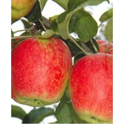 Саженец яблони "Делькорф" Саженец яблони "Делькорф"