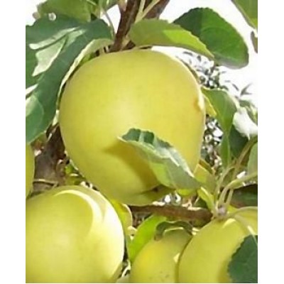 Саженец яблони "Гибсон" Саженец яблони "Гибсон"