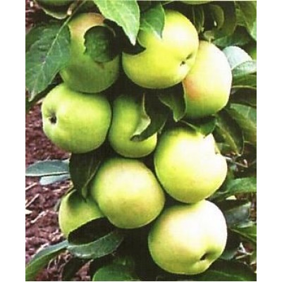 Саженец яблони колоновидной "Белоснежка" Саженец яблони колоновидной "Белоснежка"